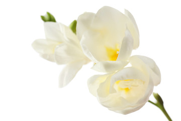 Beautiful freesia flowers, isolated on white