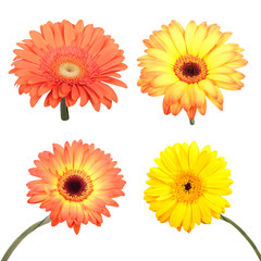 Set of Gerbera flower. Hight res. All in focus