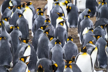Cercles muraux Pingouin Colonie de manchots royaux à Bluff Cove