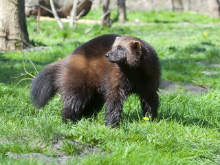 Wolverine (Gulo gulo gulo) in spring