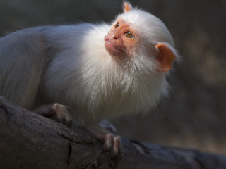 Silvery marmoset (Mico argentatus or Callithrix argentata)