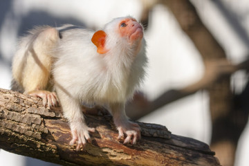 Silvery marmoset (Mico argentatus or Callithrix argentata)