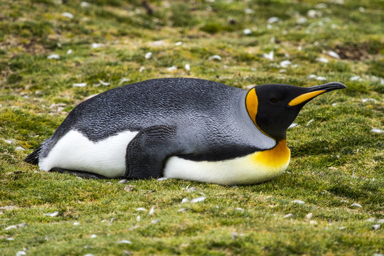 King Penguin - After Lunch ...Siesta !