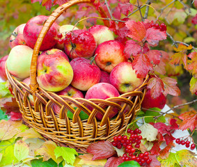 Organic apples in a basket