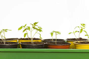 Tomatenpflanze, Tomato plant