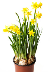 daffodils in a flower pot