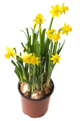 daffodils in a flower pot