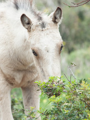 Obraz premium portait of cream foal at freedom.