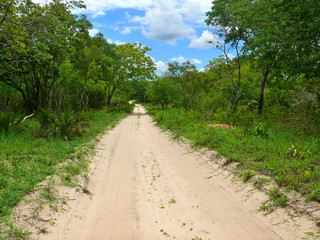 Fototapeta na wymiar Africa, Mozambique. The road through the jungle.