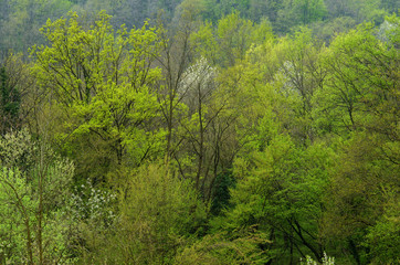 Fototapeta na wymiar Forest in spring