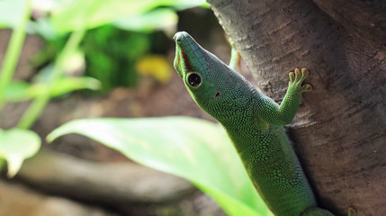 A Gecko, Looking Up