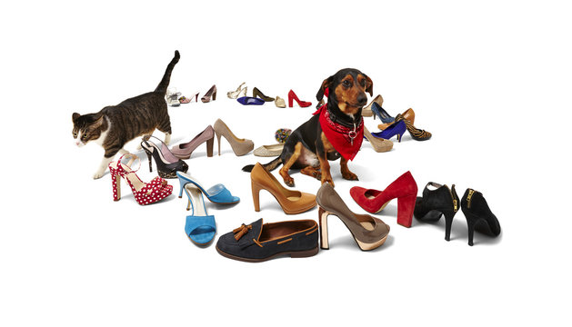 Cat, Dog And Shoes