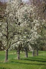 Streuobstbl&uuml;te am Sch&ouml;nbuchrand