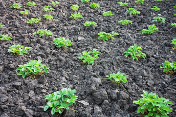 beds with strawberry bush