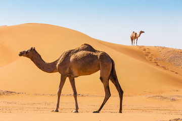 Desert landscape with camel © Oleg Zhukov