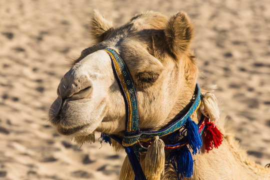 Camel on Jumeirah Beach in Duba