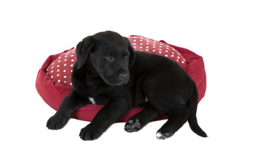 cute young black lab puppy dog