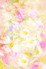 Fototapeta na wymiar Pretty daisies artistic background