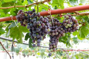 Red grapes in the vineyard
