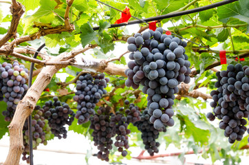 Red grapes in the vineyard