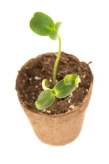 Top view Sunflower seedling in a brown pot of peat