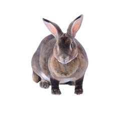 Adorable rabbit isolated on a white background