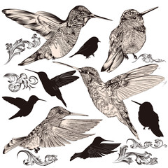 Collection of vector high detailed humming birds