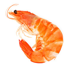 fresh shrimp isolated