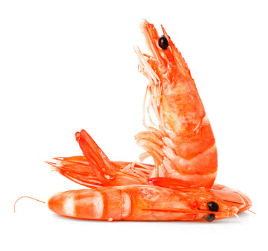 fresh shrimps isolated