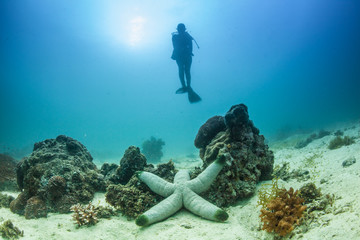 giant starfish and diver