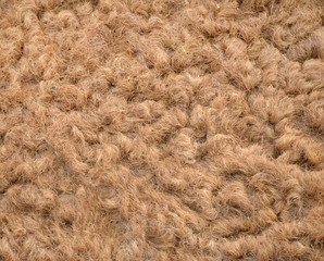 Camel hair