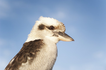 Kookaburra side view