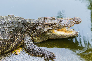 Close up of header crocodile.