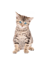 Fototapeta na wymiar sad blue-eyed tabby kitten