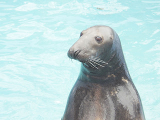 Obraz premium seal