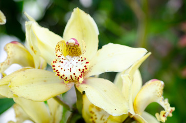 Fototapeta na wymiar Piękna Orchidea
