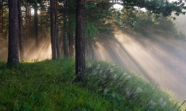 the sun's rays in a pine forest