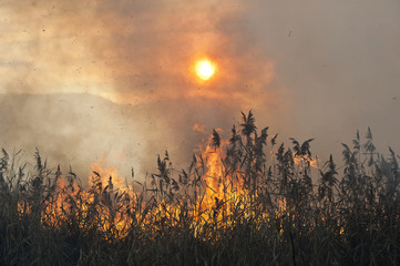 Fire in the reeds. Dried reeds growing in the fire at sunset.