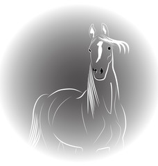 Portrait of horse logo vector