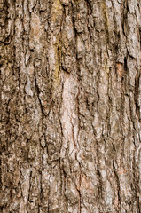 Old Wood Tree Texture Background Pattern