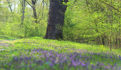 Spring foliage and wild flowers in the forest