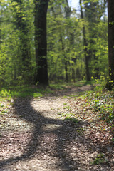 Spring foliage and wild flowers in the forest