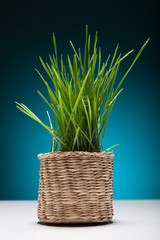 Easter still life with grass in a small basket.