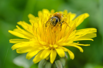 Abeille sur un pissenlit