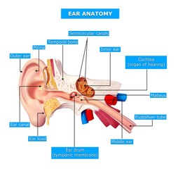 anatomy of human ear with nanes