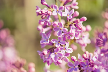 Fragrant lilac blossoms (Syringa vulgaris).