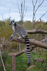 Maki catta (Lemur catta)