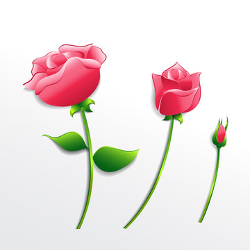 Collection of pink paper roses on an isolated background. Vector