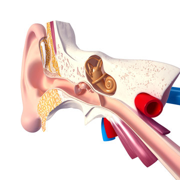 anatomy of human ear
