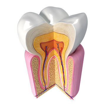 3D Illustration of teeth anatomy